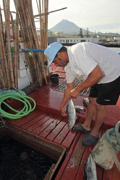 Tuna fisherman preparing bait on boat, pole and line fishing method, Pico Island, Azores, august