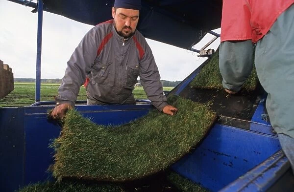 Turf Grass (Graminae sp. ) crop, machine cutting lawn turfs, workers with turf, Sweden