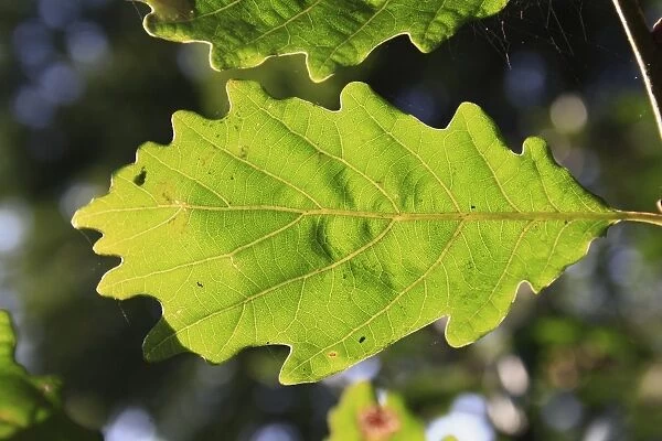 Turkey Oak (Quercus cerris) close-up of leaf underside, growing in woodland, Vicarage Plantation, Mendlesham, Suffolk