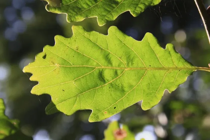 Framed Print : Turkey Oak (Quercus cerris) close-up of leaf underside, growing in woodland, Vicarage Plantation, Mendlesham, Suffolk