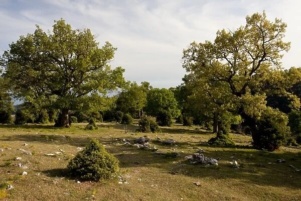 Turkey Oak (Quercus cerris), Downy Oak (Quercus pubescens) and Juniper (Juniperus sp)