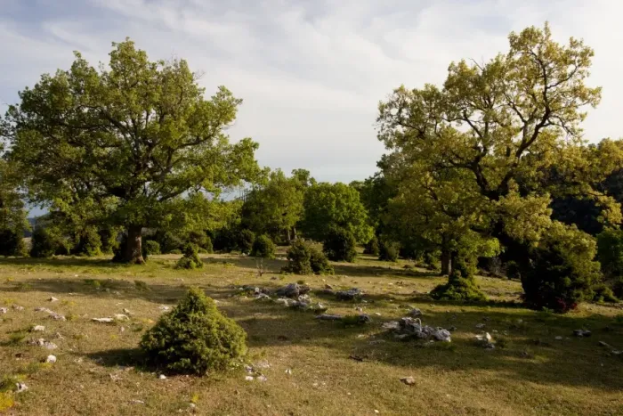 Framed Print : Turkey Oak (Quercus cerris), Downy Oak (Quercus pubescens) and Juniper (Juniperus sp)