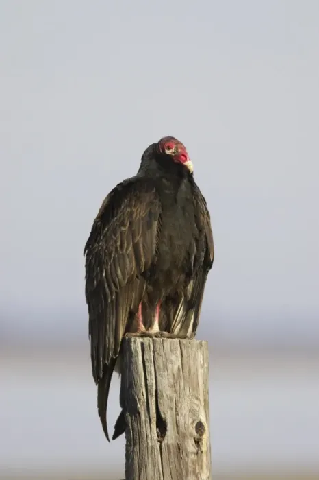 Framed Print : Turkey Vulture (Cathartes aura) adult, standing on post, Lake Kissimmee, Florida, U. S. A Framed Print : Turkey Vulture (Cathartes aura) adult, standing on post, Lake Kissimmee, Florida, U. S. A