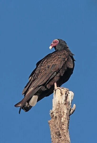 Turkey Vulture (Cathartes aura) adult, perched on stump, Ongamira, Cordoba, Argentina, april