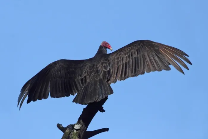 Framed Print : Turkey Vulture (Cathartes aura) adult, sunbathing, perched on branch, Costa Rica, february Framed Print : Turkey Vulture (Cathartes aura) adult, sunbathing, perched on branch, Costa Rica, february