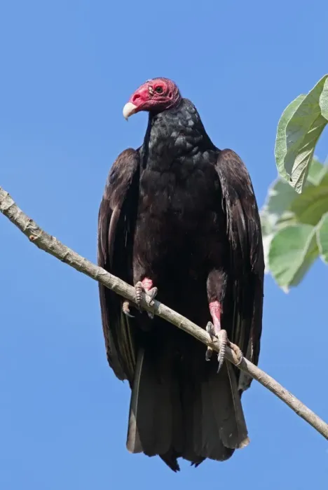 Framed Print : Turkey Vulture (Cathartes aura aura) adult, perched on branch, Zapata Peninsula, Matanzas Province, Cuba, March Framed Print : Turkey Vulture (Cathartes aura aura) adult, perched on branch, Zapata Peninsula, Matanzas Province, Cuba, March
