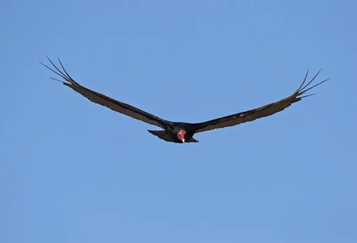 Framed Print : Turkey Vulture (Cathartes aura aura) adult, in flight, La Belen, Camaguey Province, Cuba, March Framed Print : Turkey Vulture (Cathartes aura aura) adult, in flight, La Belen, Camaguey Province, Cuba, March