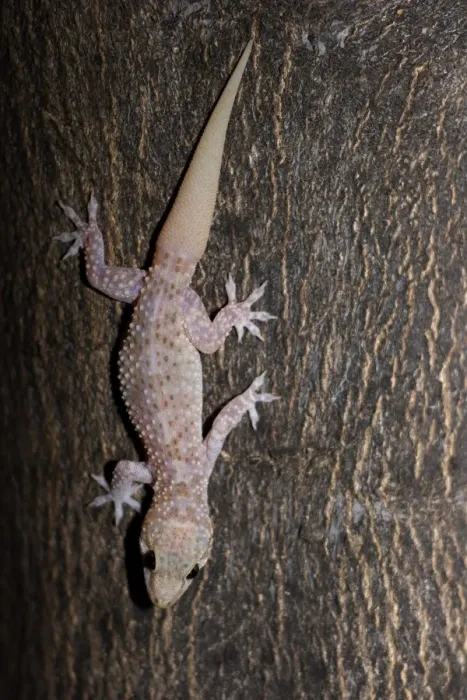 Framed Print : Turkish Gecko (Hemidactylus turcicus) adult, descending tree trunk, Kos, Greece, may Framed Print : Turkish Gecko (Hemidactylus turcicus) adult, descending tree trunk, Kos, Greece, may