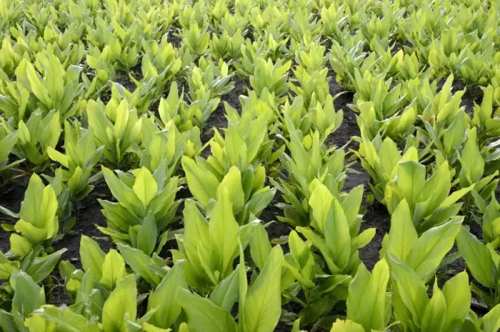 Framed Print : Turmeric (Curcuma longa) crop, growing in field, Gundelpet, Karnataka, India, September Framed Print : Turmeric (Curcuma longa) crop, growing in field, Gundelpet, Karnataka, India, September