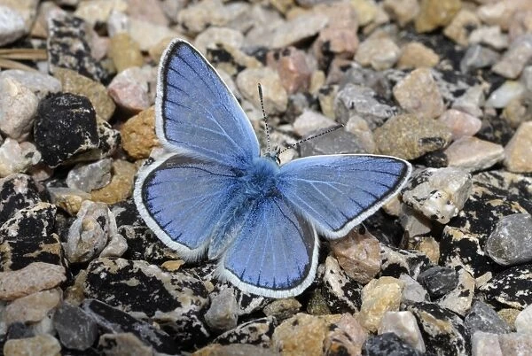 Turquoise Blue (Plebicula dorylas) adult male, resting on rocky hillside, Sierra de Guara, Pyrenees, Aragon, Spain