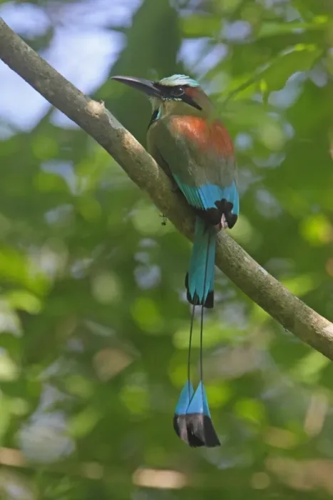Framed Print : Turquoise-browed Motmot (Eumomota superciliosa) adult, perched on branch, Costa Rica, february Framed Print : Turquoise-browed Motmot (Eumomota superciliosa) adult, perched on branch, Costa Rica, february