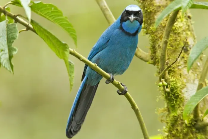 Framed Print : Turquoise Jay (Cyanolyca turcosa) adult, perched on twig in montane rainforest, Andes, Ecuador, November Framed Print : Turquoise Jay (Cyanolyca turcosa) adult, perched on twig in montane rainforest, Andes, Ecuador, November
