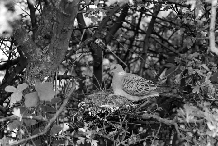 Framed Print : Turtle Dove - Hickling 1944 Framed Print : Turtle Dove - Hickling 1944