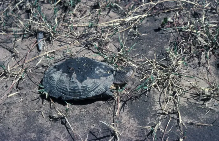 Framed Print : Turtle (Terrapin) Helmeted (Pelomedusa subrufa) walking on muddy groung Framed Print : Turtle (Terrapin) Helmeted (Pelomedusa subrufa) walking on muddy groung