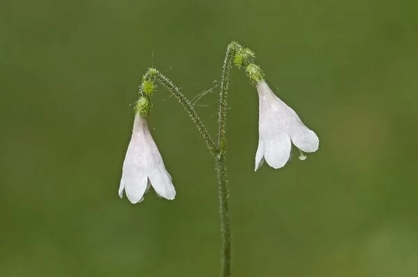Twinflower (Linnaea borealis) flowering, England, may
