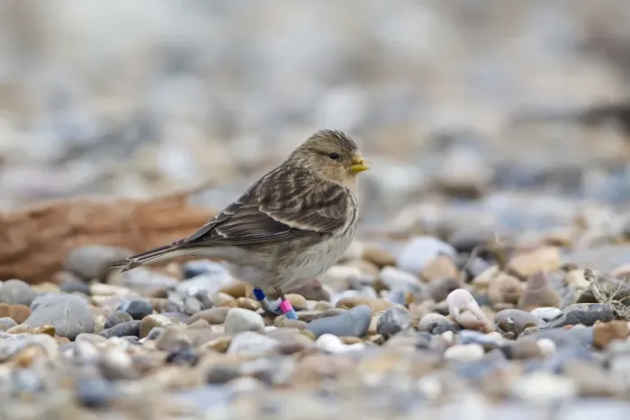 Framed Print : Twite (Acanthis flavirostris) adult, with colour leg rings, standing on shingle beach, Suffolk, England, march Framed Print : Twite (Acanthis flavirostris) adult, with colour leg rings, standing on shingle beach, Suffolk, England, march