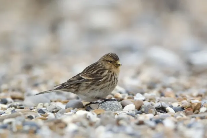Framed Print : Twite (Acanthis flavirostris) adult, feeding on shingle beach, Suffolk, England, march Framed Print : Twite (Acanthis flavirostris) adult, feeding on shingle beach, Suffolk, England, march