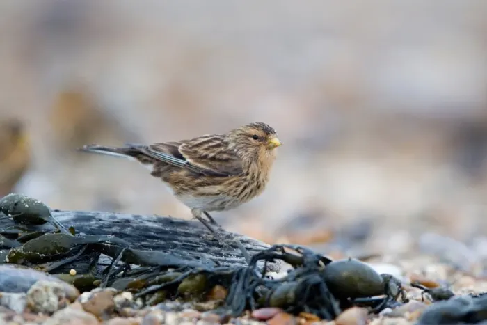Framed Print : Twite (Acanthis flavirostris) adult, winter plumage, standing in shoreline debris on shingle beach, Suffolk, England, november Framed Print : Twite (Acanthis flavirostris) adult, winter plumage, standing in shoreline debris on shingle beach, Suffolk, England, november