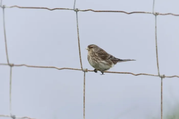 Framed Print : Twite (Acanthis flavirostris) adult male, breeding plumage, perched on wire fence, Sumburgh Head RSPB Reserve Framed Print : Twite (Acanthis flavirostris) adult male, breeding plumage, perched on wire fence, Sumburgh Head RSPB Reserve