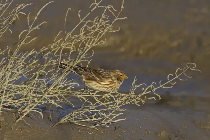 Framed Print : Twite (Acanthis flavirostris) adult male, non-breeding plumage, feeding on Glasswort (Salicornia sp. ) seeds, Norfolk Framed Print : Twite (Acanthis flavirostris) adult male, non-breeding plumage, feeding on Glasswort (Salicornia sp. ) seeds, Norfolk