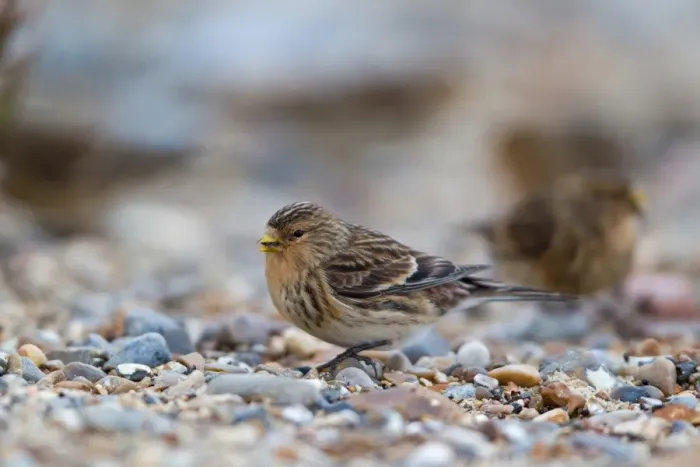 Framed Print : Twite (Acanthis flavirostris) adult male, winter plumage, feeding on shingle beach, Suffolk, England, november Framed Print : Twite (Acanthis flavirostris) adult male, winter plumage, feeding on shingle beach, Suffolk, England, november