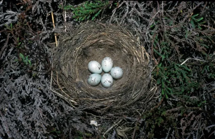 Framed Print : Twite (Acanthis flavirostris) Eggs in nest Framed Print : Twite (Acanthis flavirostris) Eggs in nest