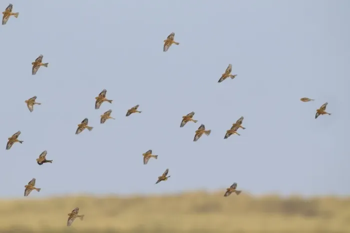 Framed Print : Twite (Acanthis flavirostris) flock, in flight over saltmarsh, Thornham, Norfolk, England, November Framed Print : Twite (Acanthis flavirostris) flock, in flight over saltmarsh, Thornham, Norfolk, England, November