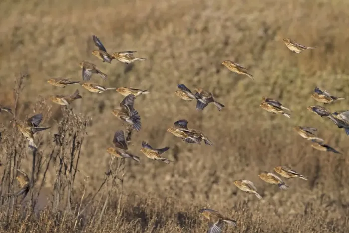 Framed Print : Twite (Acanthis flavirostris) flock, non-breeding plumage, in flight over saltmarsh, Norfolk, England, December Framed Print : Twite (Acanthis flavirostris) flock, non-breeding plumage, in flight over saltmarsh, Norfolk, England, December