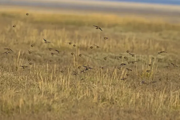 Framed Print : Twite (Acanthis flavirostris) flock, non-breeding plumage, in flight over saltmarsh, Norfolk, England, December Framed Print : Twite (Acanthis flavirostris) flock, non-breeding plumage, in flight over saltmarsh, Norfolk, England, December