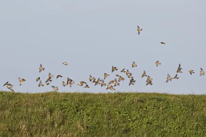 Framed Print : Twite (Acanthis flavirostris) flock, non-breeding plumage, in flight over sea wall, Norfolk, England, January Framed Print : Twite (Acanthis flavirostris) flock, non-breeding plumage, in flight over sea wall, Norfolk, England, January