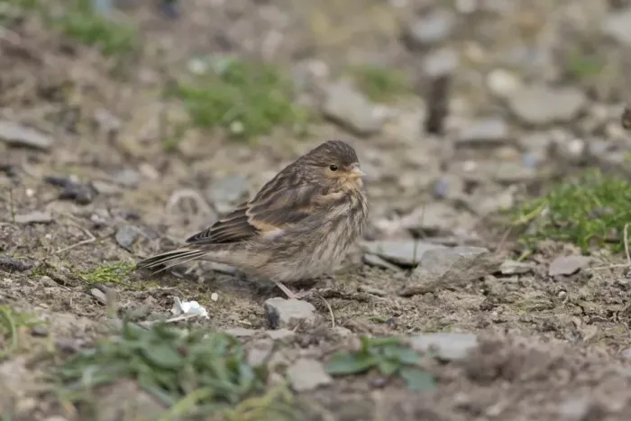 Framed Print : Twite (Acanthis flavirostris) juvenile, standing on ground, Shetland Islands, Scotland, June