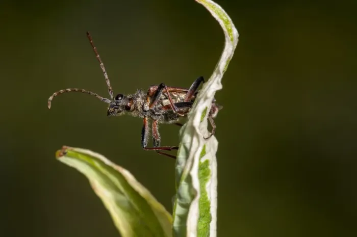 Framed Print : Two-banded Longhorn Beetle (Rhagium bifasciatum) adult, clambering over leaves of variegated shrub in garden, Thirsk