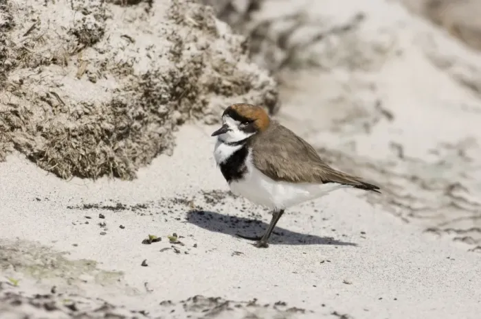Framed Print : Two-banded Plover (Charadrius falklandicus) adult, standing on sand, Sea Lion Island, Falkland Islands, november Framed Print : Two-banded Plover (Charadrius falklandicus) adult, standing on sand, Sea Lion Island, Falkland Islands, november