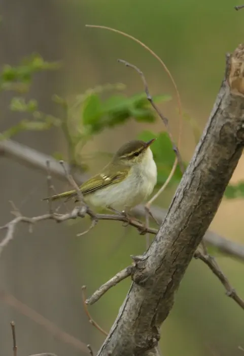 Framed Print : Two-barred Greenish Warbler (Phylloscopus plumbeitarsus) adult, perched on twig, Hebei, China, may