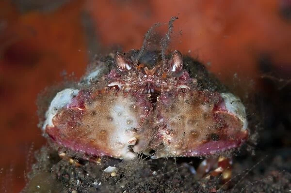 Two-horn Box Crab (Calappa bicornis) adult, resting on black sand, Seraya, Bali, Lesser Sunda Islands, Indonesia