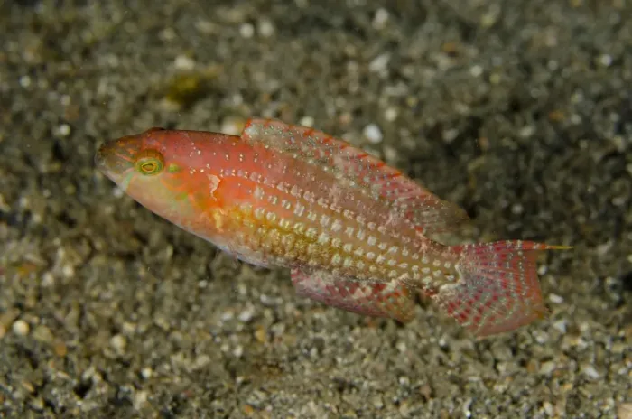 Framed Print : Two-spot Wrasse (Oxycheilinus bimaculatus) adult, swimming over black sand, Lembeh Straits, Sulawesi Framed Print : Two-spot Wrasse (Oxycheilinus bimaculatus) adult, swimming over black sand, Lembeh Straits, Sulawesi