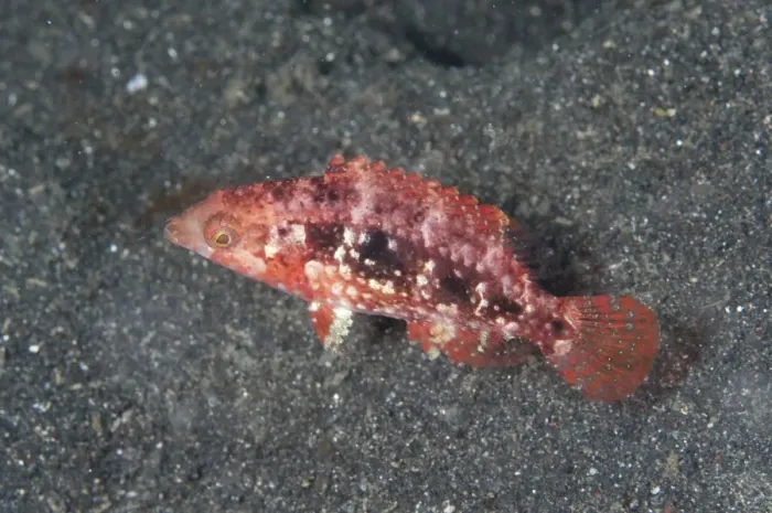 Framed Print : Two-spot Wrasse (Oxycheilinus bimaculatus) juvenile, swimming over black sand, Lembeh Straits, Sulawesi, Sunda Islands Framed Print : Two-spot Wrasse (Oxycheilinus bimaculatus) juvenile, swimming over black sand, Lembeh Straits, Sulawesi, Sunda Islands