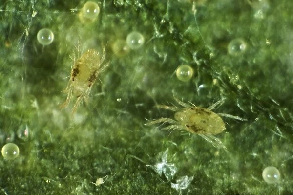 Two-spotted or red spider mites, Tetranychus urticae, two immatures, on tomato leaf