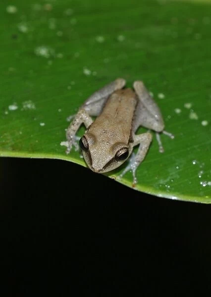 Two-striped Treefrog (Scinax rubra) introduced species, immature, sitting on leaf, Fond Doux Plantation, St