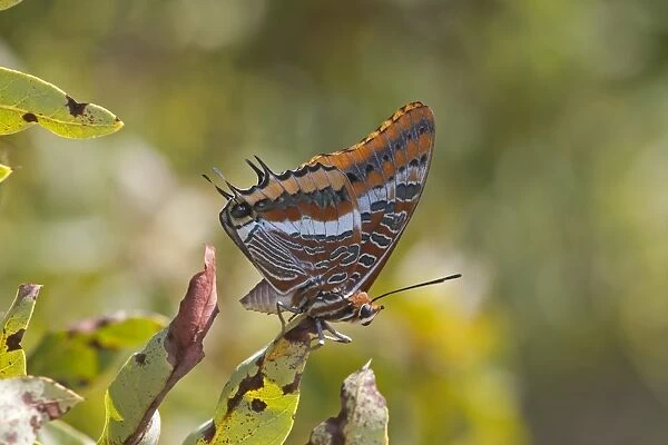 Two-tailed Pasha (Charaxes jasius) adult, underside, resting on leaf, Northern Spain, september