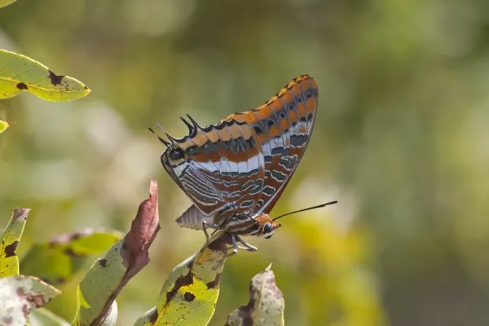 Framed Print : Two-tailed Pasha (Charaxes jasius) adult, underside, resting on leaf, Northern Spain, september