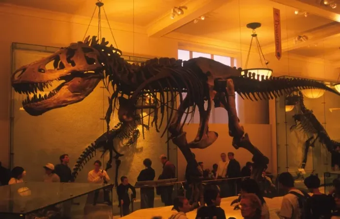 Framed Print : Tyrannosaurus Rex, recontructed fossil skeleton, American Museum of Natural History, New York, U. S. A Framed Print : Tyrannosaurus Rex, recontructed fossil skeleton, American Museum of Natural History, New York, U. S. A
