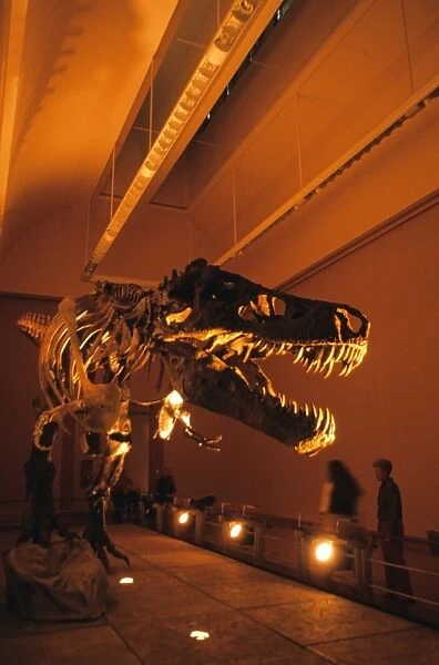 Tyrannosaurus Rex, Sue, recontruction of largest T. Rex fossil skeleton ever found, Alaska Museum, U. S. A