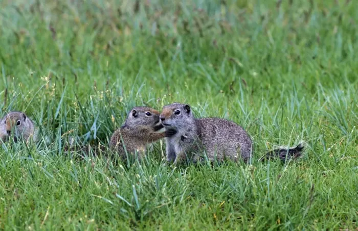 Framed Print : Uinta Ground Squirrel (Spermophilus armatus) Adult with young, Yellowstone Nat. Park, USA Framed Print : Uinta Ground Squirrel (Spermophilus armatus) Adult with young, Yellowstone Nat. Park, USA