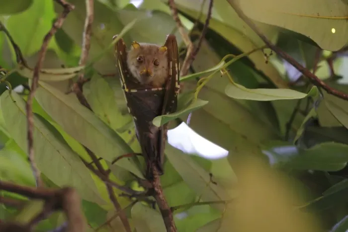 Framed Print : Umboi Tube-nosed Fruit Bat (Nyctimene vizcaccia) adult, hanging beneath canopy, Restorf Island, Kimbe Bay Framed Print : Umboi Tube-nosed Fruit Bat (Nyctimene vizcaccia) adult, hanging beneath canopy, Restorf Island, Kimbe Bay