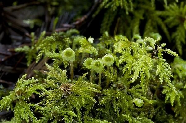 Umbrella Moss (Leucolepis acanthoneuron) female gametophytes, growing in Coast Redwood (Sequoia sempervirens) forest