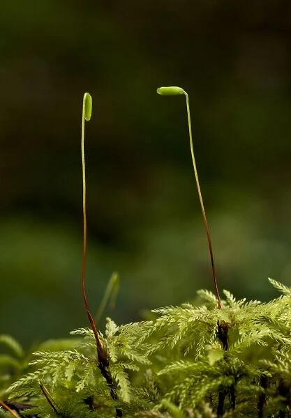 Umbrella Moss (Leucolepis acanthoneuron) spore capsules, growing in Coast Redwood (Sequoia sempervirens) forest