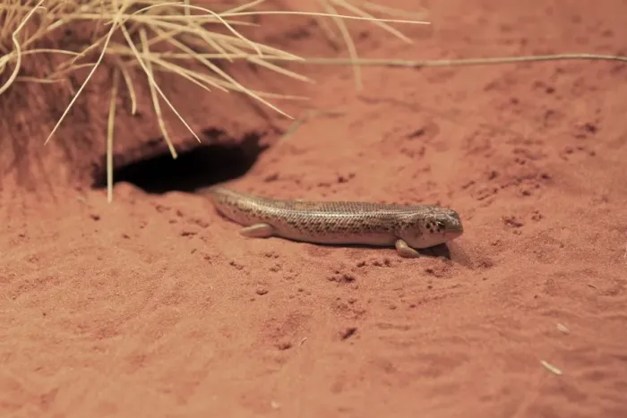 Framed Print : Unadorned Desert Skink (Egernia inornata) adult, on sand outside burrow, Outback, Northern Territory, Australia Framed Print : Unadorned Desert Skink (Egernia inornata) adult, on sand outside burrow, Outback, Northern Territory, Australia