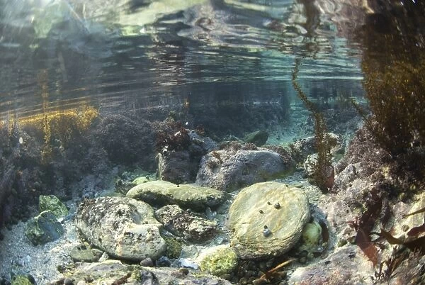 Underwater view of rockpool habitat, Falmouth, Cornwall, England, February