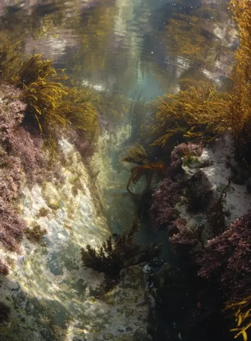Framed Print : Underwater view of rockpool with seaweed, Harlyn Bay, Cornwall, England, april Framed Print : Underwater view of rockpool with seaweed, Harlyn Bay, Cornwall, England, april